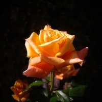 Роза. :: Александр. AVG100 --- Роза. :: Александр. AVG100 ---