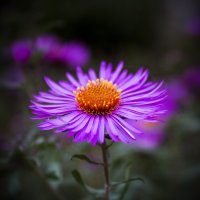 *** :: Александр. AVG100 ---