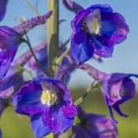 Краски лета. Аконит высокий. :: Алексей Трухин