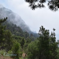 Природа Крыма :: Amazing Cosmea