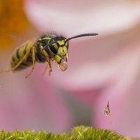 Оса в полете :: Ирина Коледова