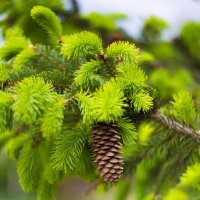 *** :: Яна Горбунова *** :: Яна Горбунова