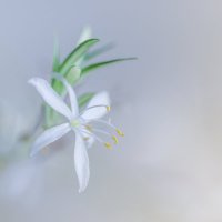 Хлорофитум :: Игорь Шевченко