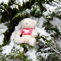 Плюшевый. :: Наталья Вязигина