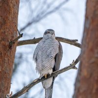 Тетеревятник.04.01.2026 :: Viktor Makarov