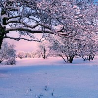 winter morning :: Elena Wymann winter morning :: Elena Wymann