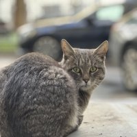 Cat’s :: Анна Камс