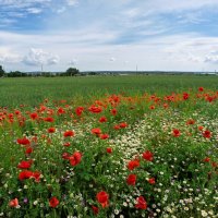 весна :: Igor бирюков весна :: Igor бирюков