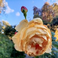 Роза :: Сапсан 