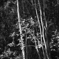 Фотография :: Денис Безногов