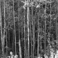 Фотография :: Денис Безногов