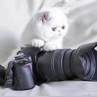 ... :: Светлана Ищенко