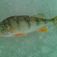 Окунек. :: сергей ермошкин