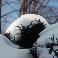 Засыпало тую :: Людмила Смородинская