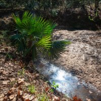 Лес :: **** vedin