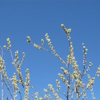 апрель :: Елена Шаламова