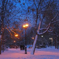 Зимний Вечер в Парке :: юрий поляков