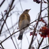 Дрозд рябинник. :: Артём Орлов