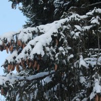 Зимний лес :: maikl falkon