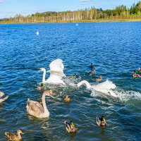 Разборки в птичье стане... :: Александр Тихомиров