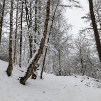 деревья в снегу :: Владимир 