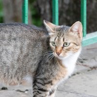 красавица Пятигорска :: navalon M