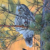 **** :: Владилен Панченко