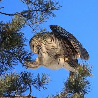 ** :: Владилен Панченко