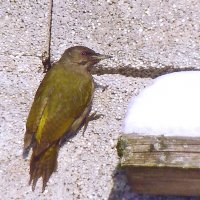 седой дятел :: gawrilа - dan