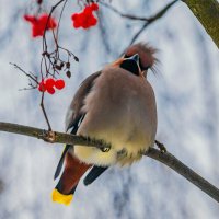 Ухтинский свиристель... ооочень важный, ну, не меньше... Наполеона) :: Николай Зиновьев