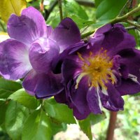 шиповник :: Наталья шиповник :: Наталья