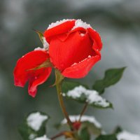 Под снегом :: Светлана Тихонина Под снегом :: Светлана Тихонина