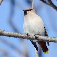Свиристель :: Виктор Иванович Чернюк