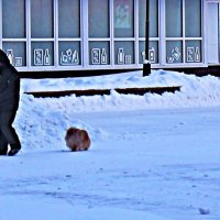 Январь..Дедушка и собачки! :: Владимир 