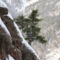 Рог носорога :: Марина Фомина.