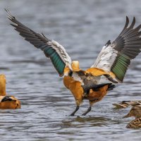 огарь в полете. :: юрий макаров