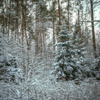 Зимний лес :: Сергей Цветков Зимний лес :: Сергей Цветков