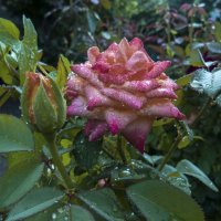 Роза  после  дождя :: Валентин Семчишин