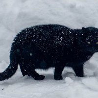 Черныш :: Владимир Иванович