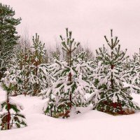 Маленькие сосны танцуют на поляке :: Наталья Куликова