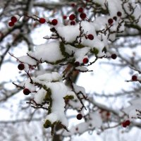 Боярышник-зимовщик :: Сергей Карачин