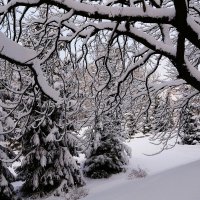 Декабрь Парк Южный, Калининград :: Рита Симонова