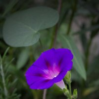 *** :: Александр. AVG100 ---