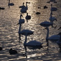 На закате :: Наталия Григорьева