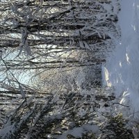 Под пологом зимнего леса :: Ольга Савельева 