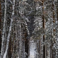 Лесная аллея зимой. :: Сергей Адигамов Лесная аллея зимой. :: Сергей Адигамов