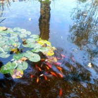 В пруду :: Натали 