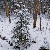 В лесу родилась ёлочка... :: Лия ☼