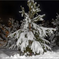 Вся в снегу ... :: Валентина Надсон