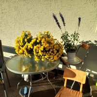 Последний натюрморт осени... :: Сергей Порфирьев